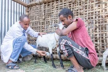 Two men kneeling to examine a goat