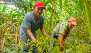 Cultivating Cardamom