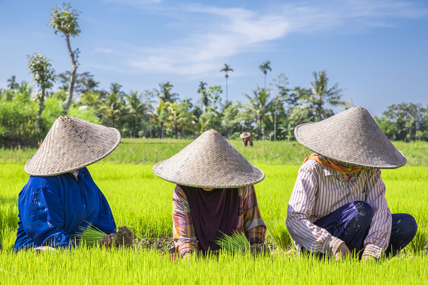 three Indonesians working in rice field