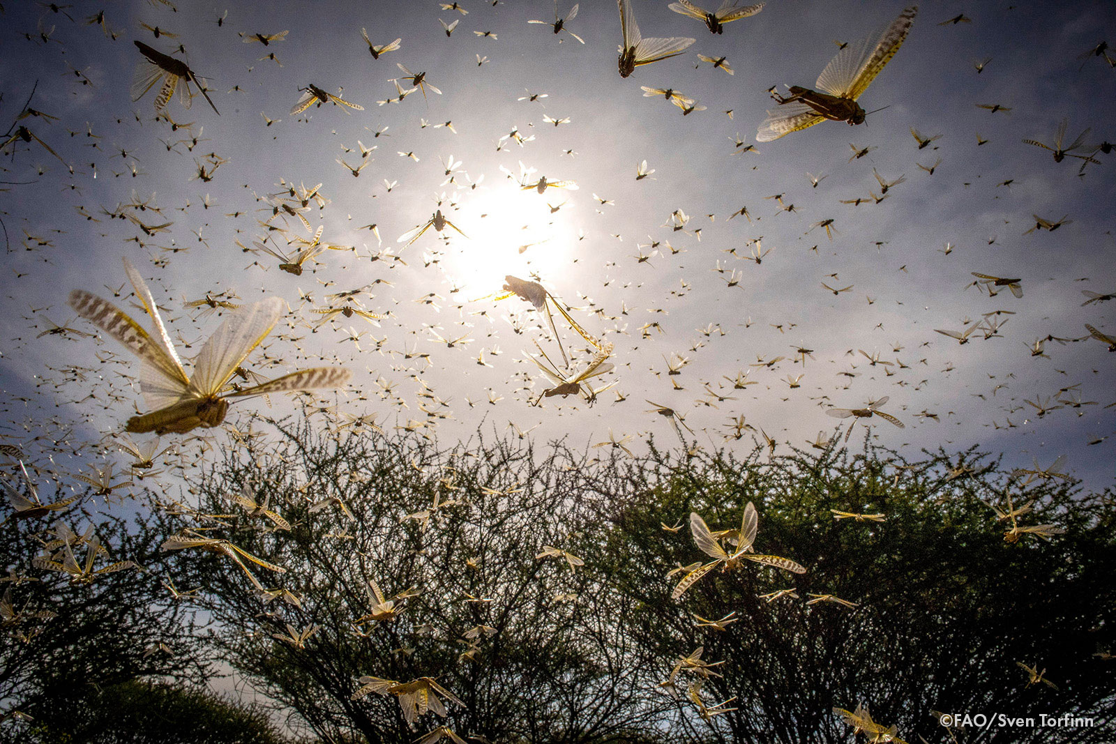 A swarm of locusts fill the sky above some plants. 