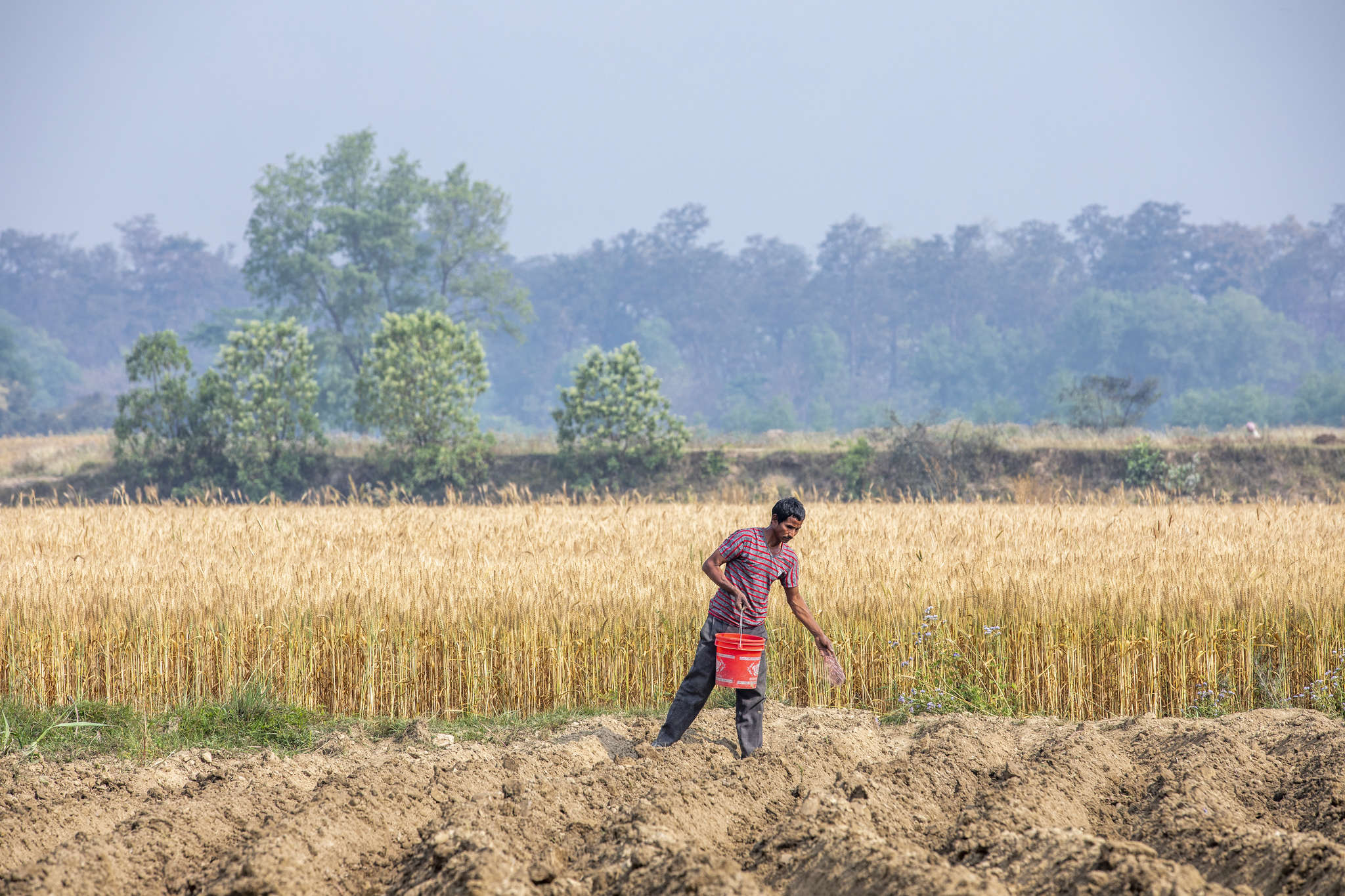 Nepalese farmer in agricultural setting.