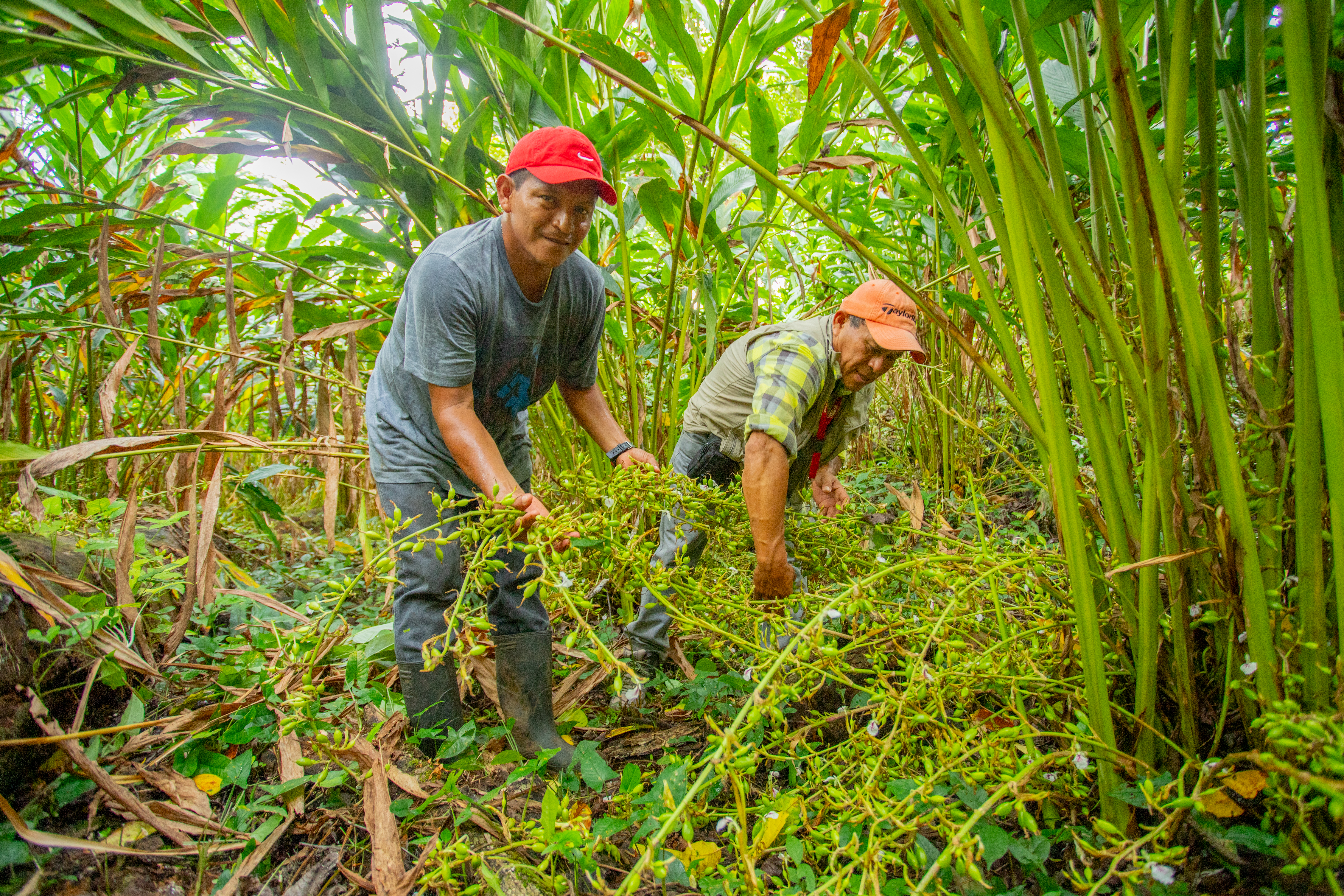 Cardamom farmers check crops in Alta Verapaz, Guatemala. 