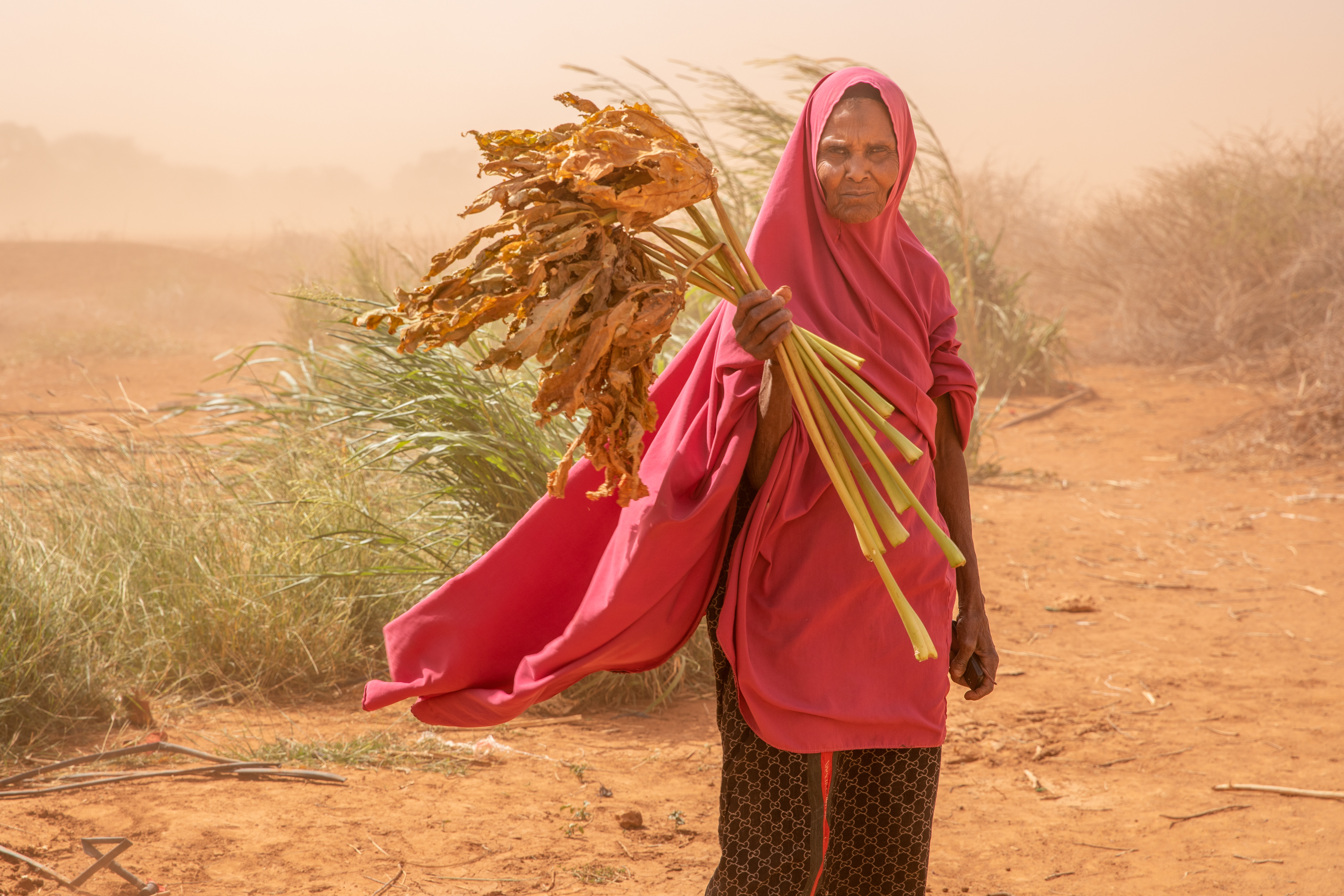 In wajir, kenya, amina abdi holds withered animal feed while heavy winds blow sand through her village. 