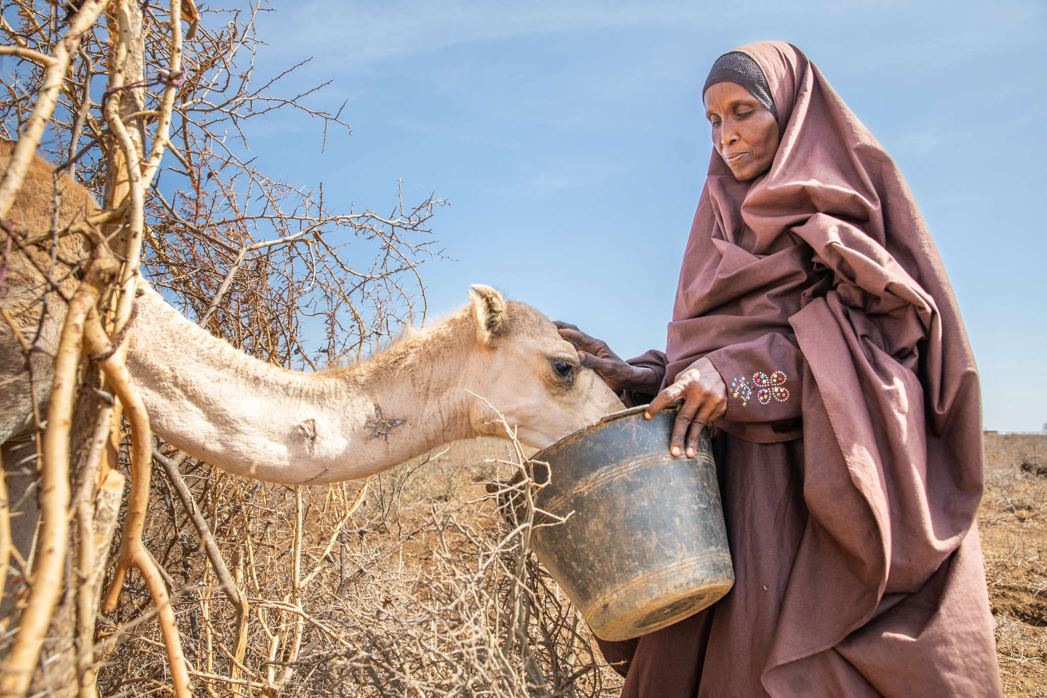 A person feeds the dregs of their morning tea leaves to their last surviving camel, after fleeing home due to the drought that is ravaging Somalia.