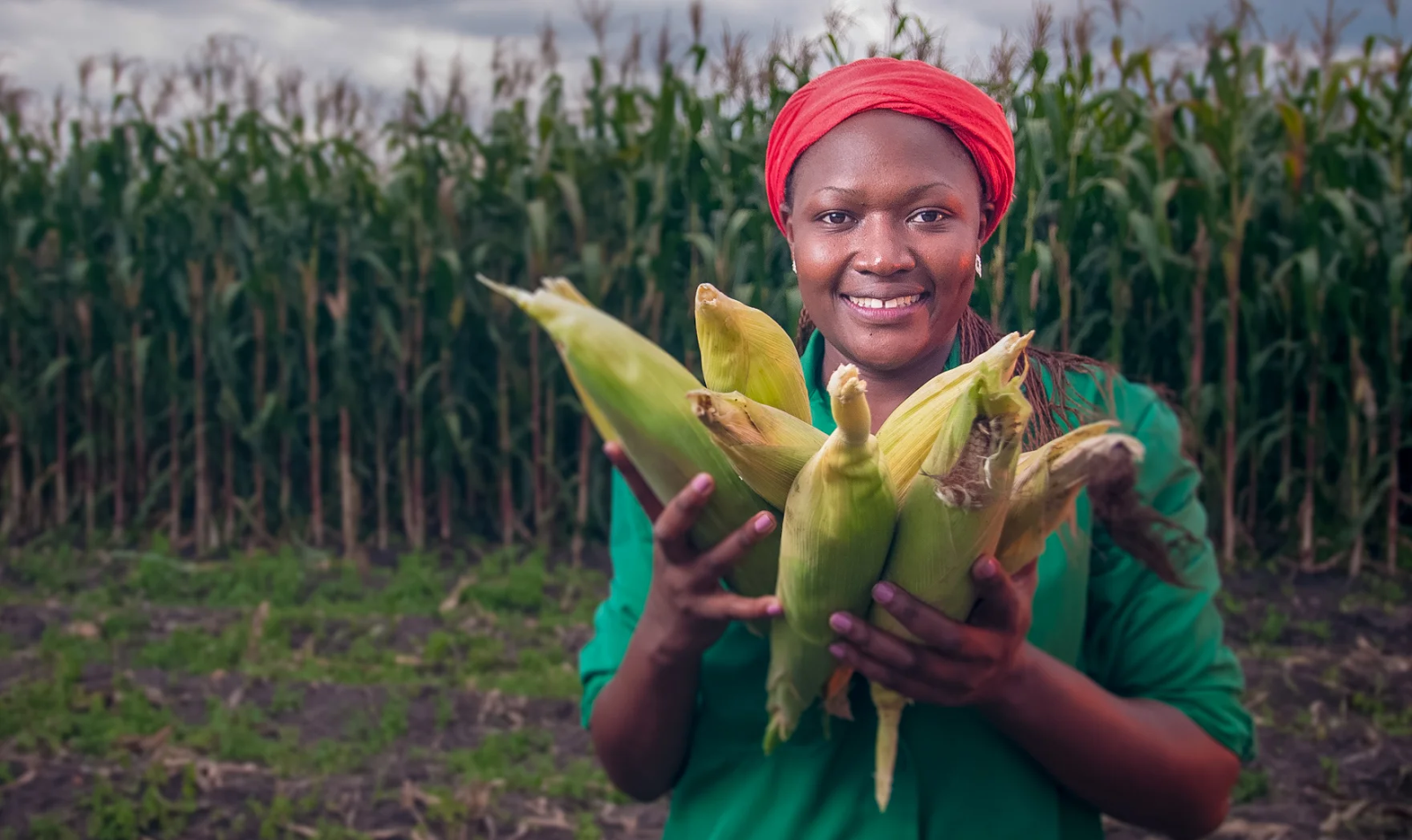 A person holding ears of corn.