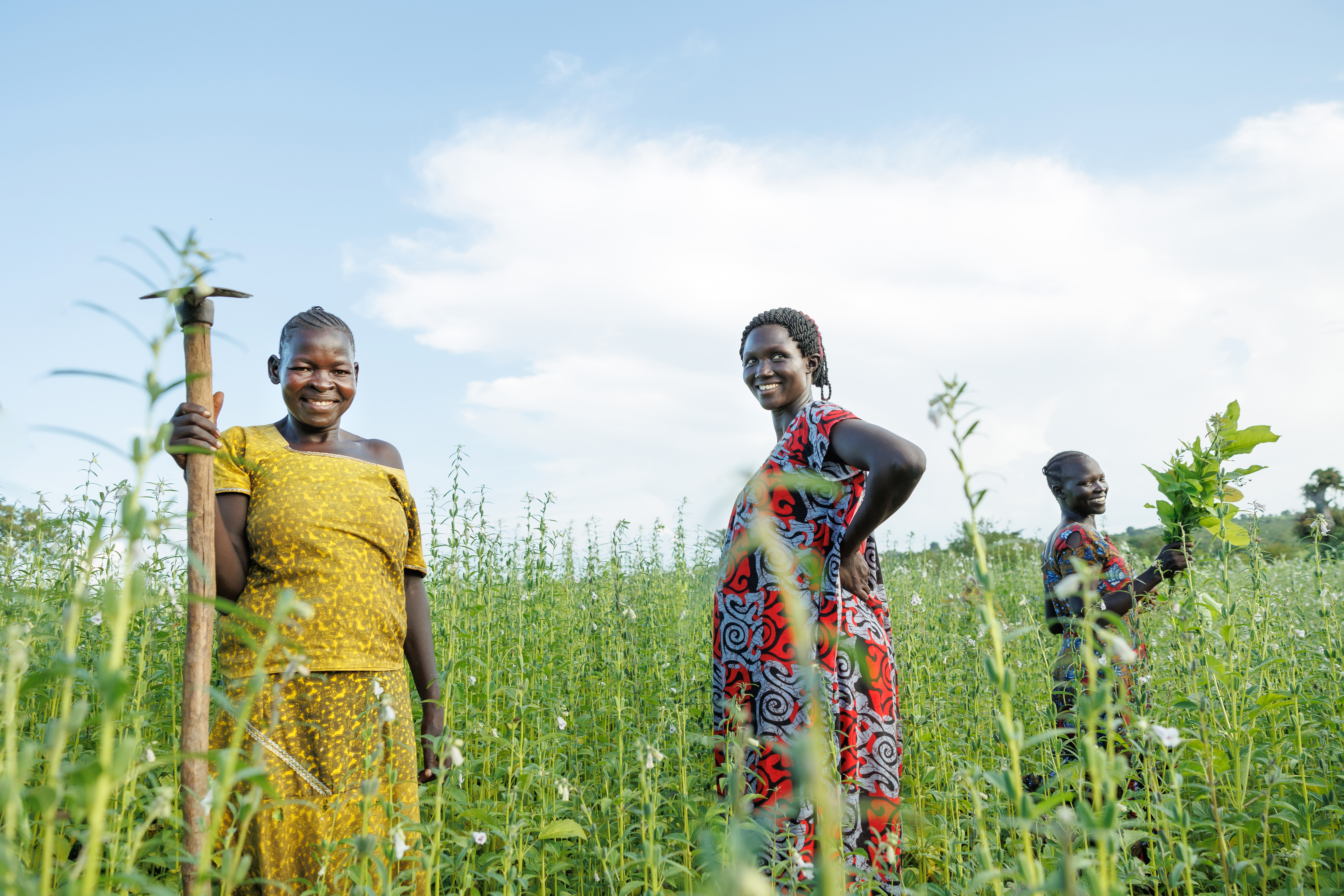 Three Ugandan women stand in field of sesame, smiling.