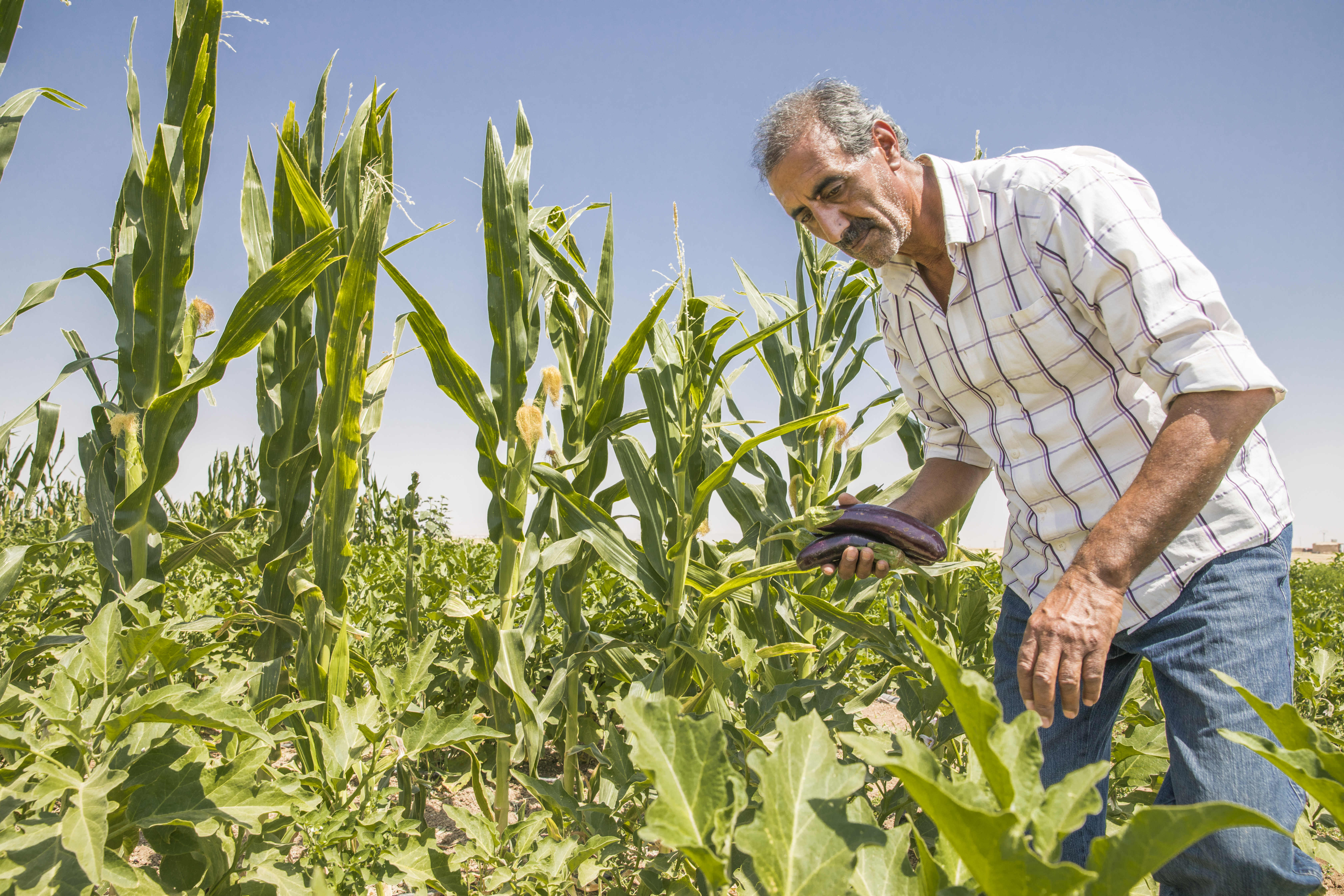 Farmer inspects crops in Syria