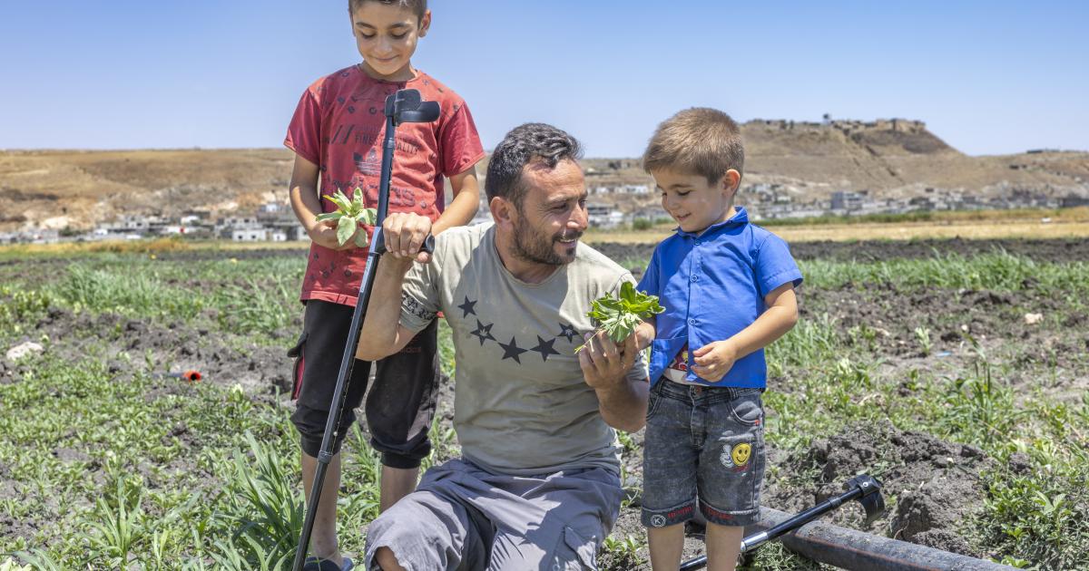 Sowing hope in Syria: Digital cash supports farmers to rebuild livelihoods