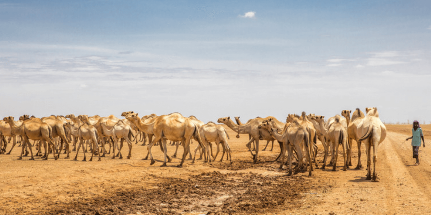 How Camel Milk Atms Are Strengthening Lives In Kenya Mercy Corps