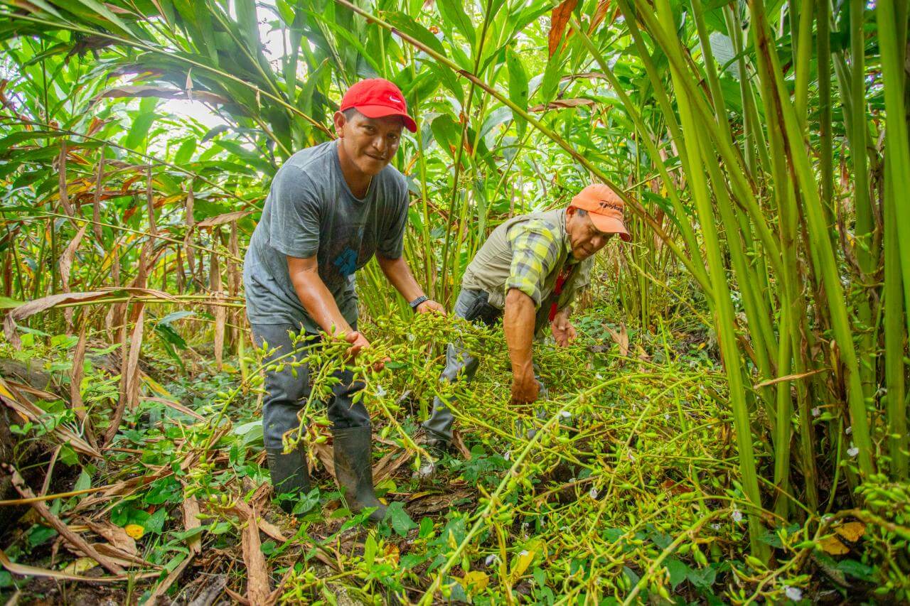 Cultivating cardamom Guatemalan farmers and growing communities