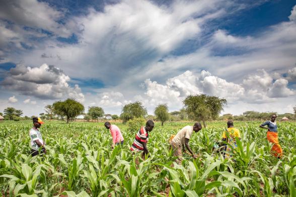 A farmer and their friends weeding a maize field.