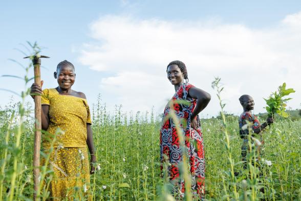 Three ugandan women stand in field of sesame, smiling.