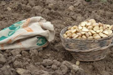 Bowl of potato seed