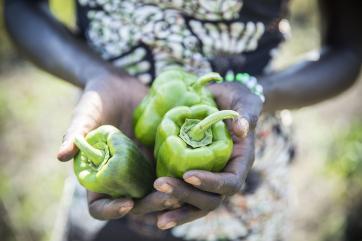 Hands holding green peppers
