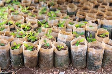 Seedlings in the nursery