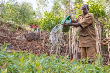 Beyene watering seedlings at his nursery