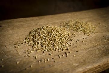 A pile of golden millet on a wooden table in niger