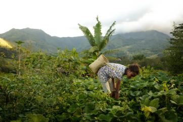 A girl bends to pick vegetables from a field in timor-leste
