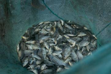 Tilapia fish in timor leste