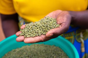 Hand holding lentils.