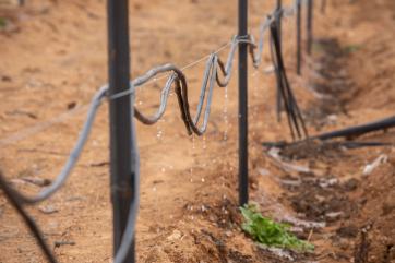 An irrigation line distributes water for crops.