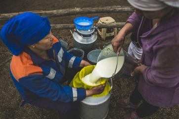 Two farmers process milk from their cattle. 