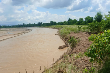 In badabaika bamboo spur structures and planted kans grass prevent flooding and erosion align a river bank before this year’s monsoon season.