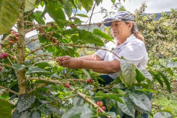 A person harvesting coffee beans on their farm. 