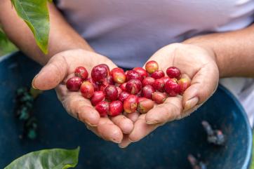 A person holding harvested coffee beans on their farm.