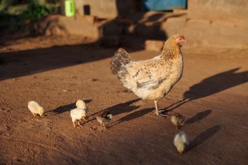 An adult chicken and chicks.