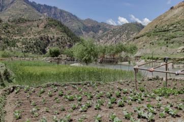 Nepal farming scene.