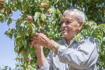 Jordanian man picks fruit from tree.