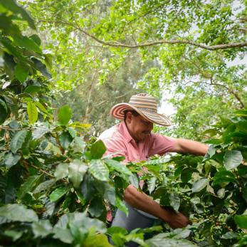 Man in coffee bean field