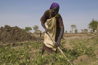 Woman working in a field in sudan