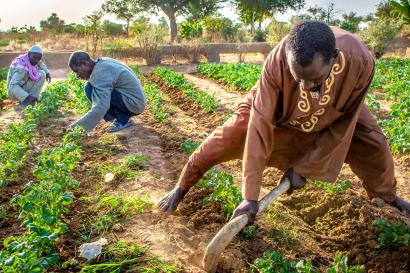Malians working in agricultural setting.
