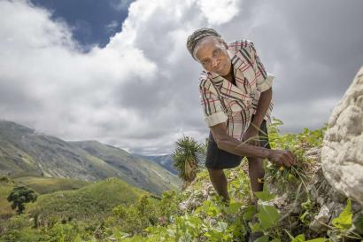 A person harvesting peas.