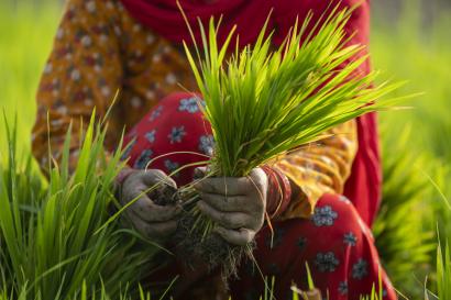 A woman plugs paddy saplings as she prepares for paddy plantation in nepal.