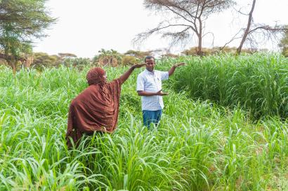 Kenyan woman and man discuss agricultural production amidst crops.