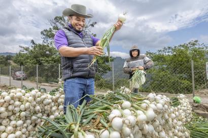 Two men bundle harvest onions