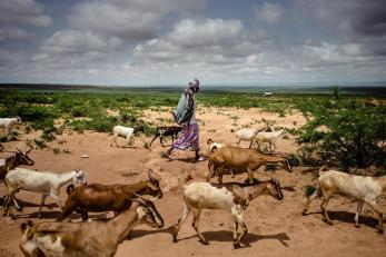 Woman with goats in a field