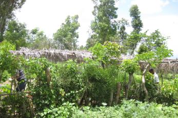 Trees and shrubs in nursery