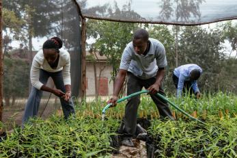 Youth watering and caring for a crop
