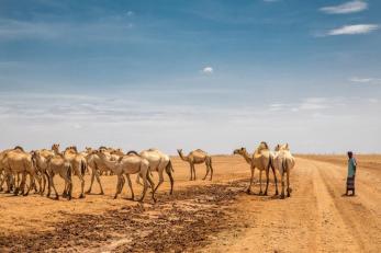 Group of camels with a person standing to the right of the image