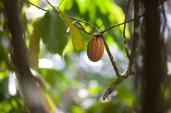 A cocoa pod hanging from a tree