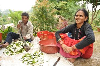 Harikala chopping green mangoes