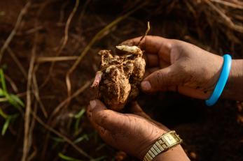 Hands holding ginger root