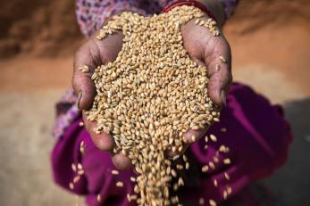 Hands full of grain