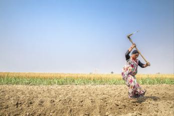 Woman in nepal plants sugarcane