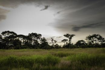 A row of trees behind tall green grass