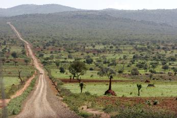 A dirt road winding into green hills in the distance. small trees are scattered throughout the landscape